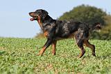 BEAUCERON 525